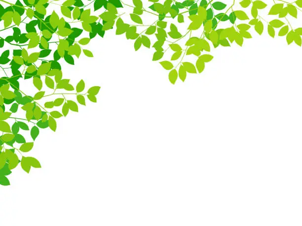 Vector illustration of Green leaf white background