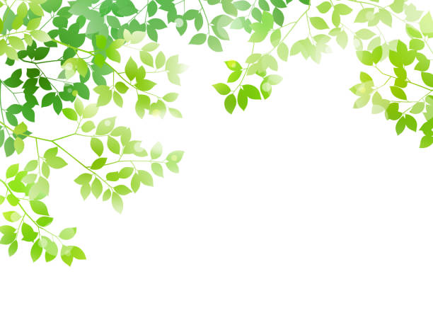 grünes blatt und leichter hintergrund - spring air lush foliage branch stock-grafiken, -clipart, -cartoons und -symbole