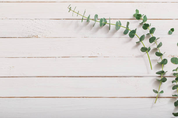 istock branches of eucalyptus on white wooden background 1133760909