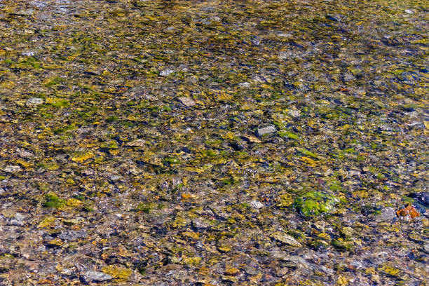 istock pebbles at the bottom of a clear stream 1133761084
