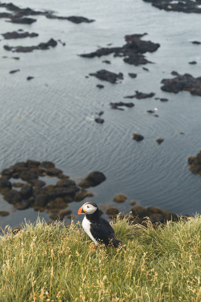 istock Atlantic puffin on a cliff of Iceland 1133761263