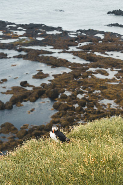 istock Atlantic puffin on a cliff of Iceland 1133761265