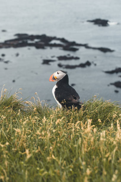 istock Atlantic puffin on a cliff of Iceland 1133761280