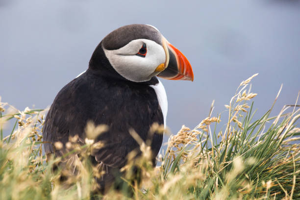 istock Atlantic puffin on a cliff of Iceland 1133761316