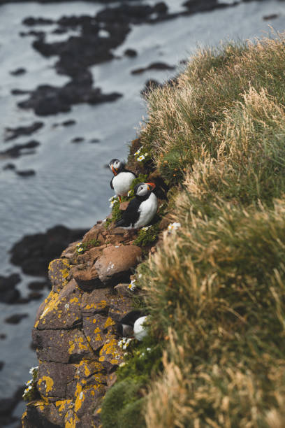 istock Atlantic puffin on a cliff of Iceland 1133761840