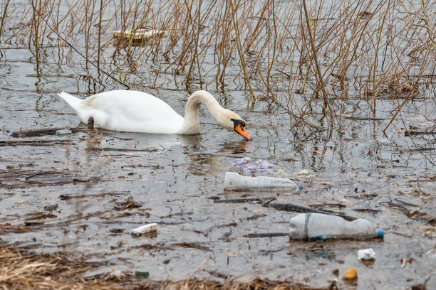 istock Swan swims in contaminated water with plastic bottles 1133762361