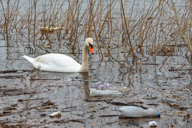 istock Swan swims in contaminated water with plastic bottles 1133762382