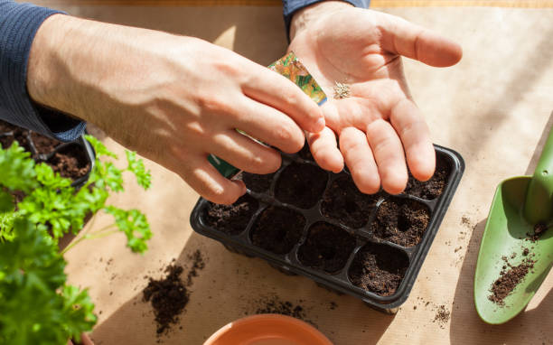 jardinería, plantar en casa. hombre sembrando semillas en la caja de germinación - flowerseeds fotografías e imágenes de stock