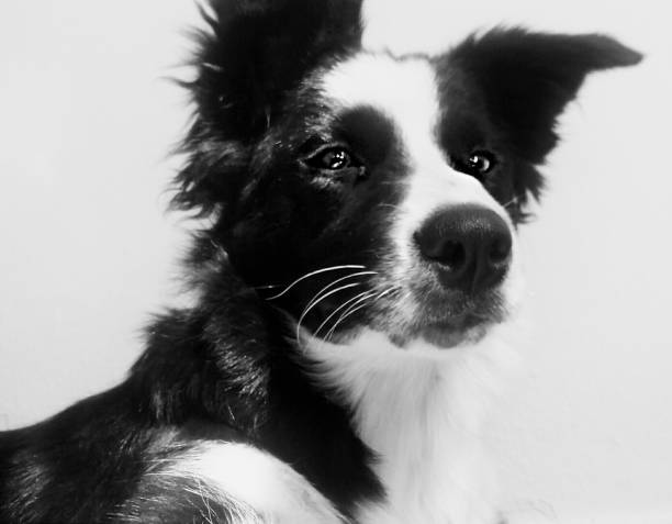 istock Serious look of a young border collie 1133764049