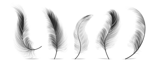 ilustraciones, imágenes clip art, dibujos animados e iconos de stock de plumas negras set vector. pájaro de la pluma, diseño suave del plume. ilustración aislada - animal hair animal bristle close up