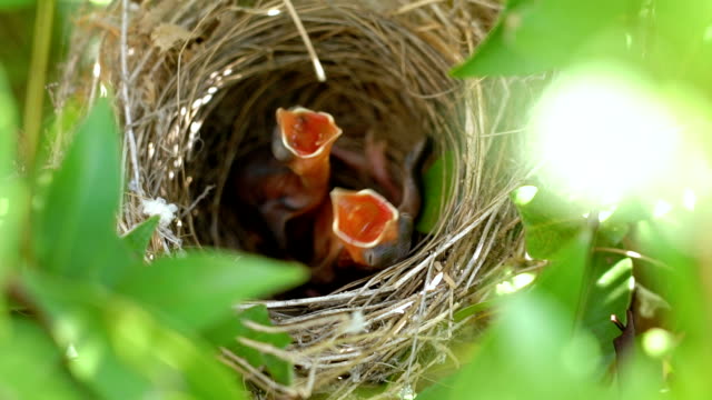 SLO MO Hungry baby birds in nest.