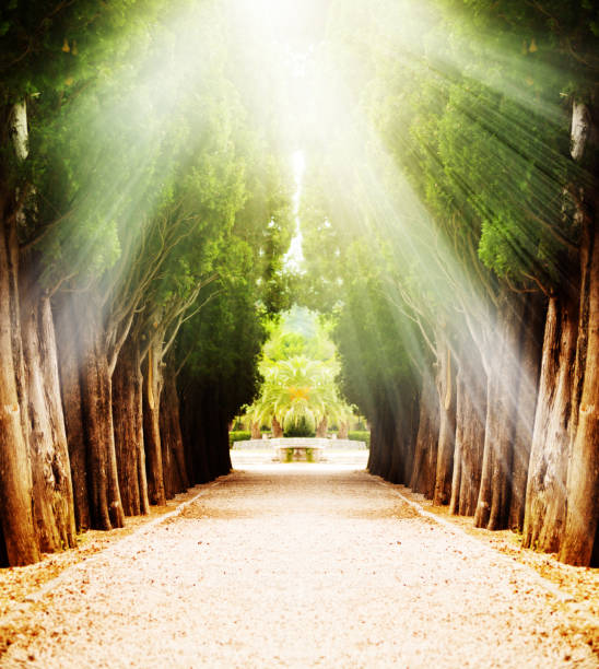 istock Alley with century old trees under sun light 1133764701