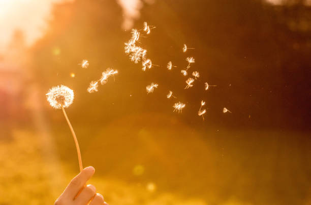 Dandelion seeds in the air, orange evening sun
