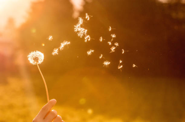 sementes do dandelion no ar, sol alaranjado da noite - spring flower dandelion expressing positivity - fotografias e filmes do acervo