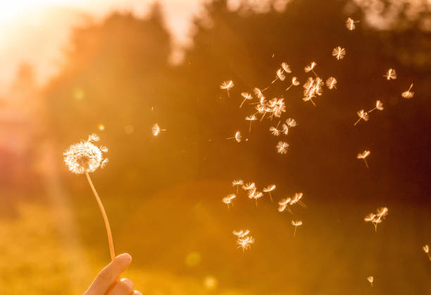 istock Dandelion seeds in the air, orange evening sun 1133764944