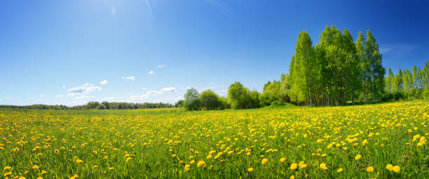 istock Field with dandelions and blue sky 1133767182