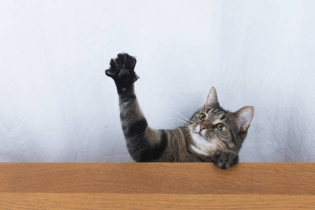 This adorable photo captures a fluffy forest cat playfully biting a charging cord while sitting on a rustic wooden table. The cat's expressive face and the intricate details of the wooden table make this photo a great addition to any collection.