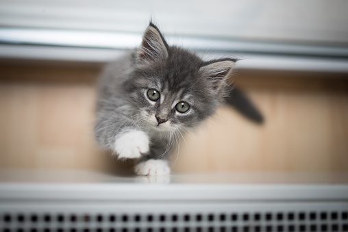 playful blue tabby maine coon kitten trying to get on a radiator