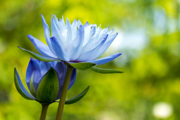 istock two beautiful lotus flower blooming on blur background in bright day with copy space 1133767470