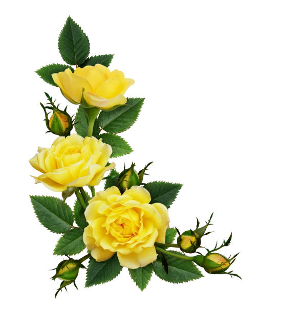 istock Yellow rose flowers in a corner arrangement 1133767480