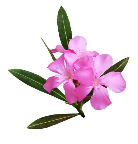 Pink oleander flowers and leaves isolated on white