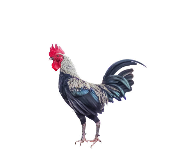 istock Colorful fighting cock standing nature patterns isolated on white background with clipping path 1133767989