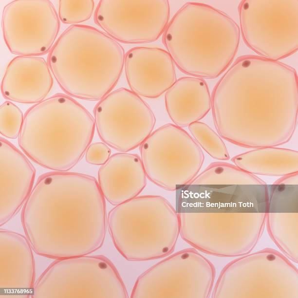 Fat Tissue Stock Illustration - Download Image Now - Biological Cell, Adipose Cell, Skin