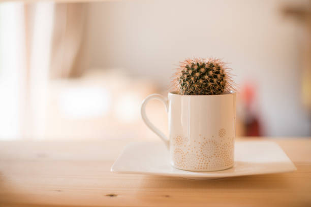 Cactus at home, blurry background