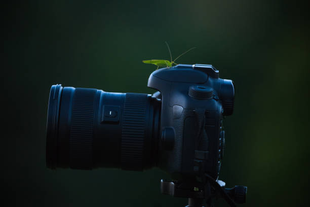 istock Green grasshopper bug on the camera body isolated on dark background. 1133769183