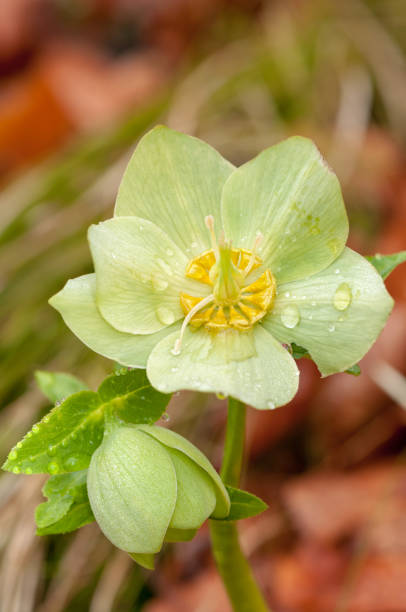 istock Green Helleborus flower in forest with rain drops 1133769535