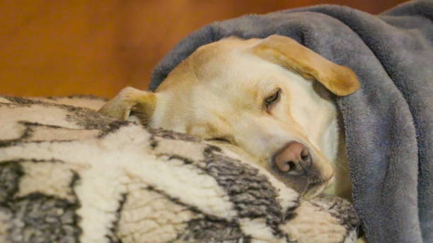 istock The sleeping labrador dog on his pillow 1133775834
