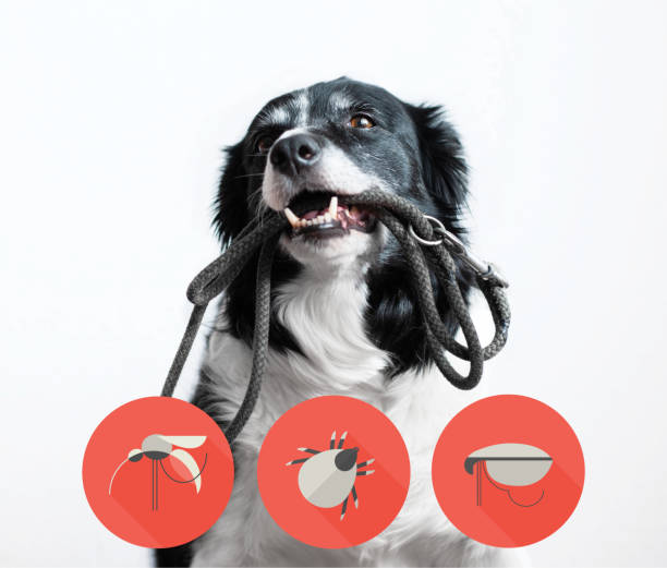 Portrait of a dog with icons of parazites around its head. Black and White Border Collie with Leash in Mouth. Portrait of a dog with icons of parazites around its head. Black and White Border Collie with Leash in Mouth. parasitic photos stock pictures, royalty-free photos & images