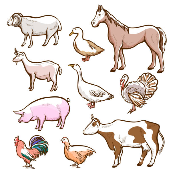 illustrations, cliparts, dessins animés et icônes de ferme rurale et domestique animaux de la viande ensemble - goose meat