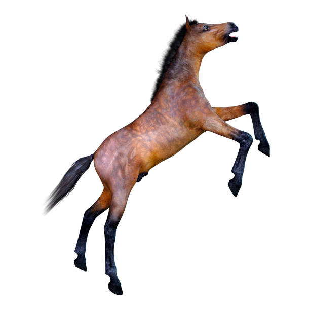 istock 3D illustration bay horse foal on white 1133776472