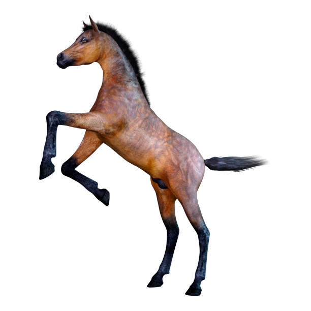 istock 3D illustration bay horse foal on white 1133776493