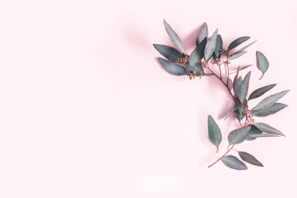 istock Eucalyptus leaves on pastel pink background. Flat lay, top view, copy space 1133778416