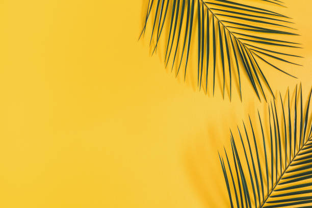 istock Tropical palm leaves on yellow background. Summer concept. Flat lay, top view, copy space 1133779589