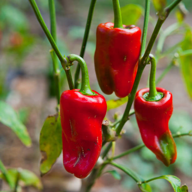 rojo campana diversión tamaño mini pimientos en la planta en el jardín. - pepper bell pepper growth ripe fotografías e imágenes de stock