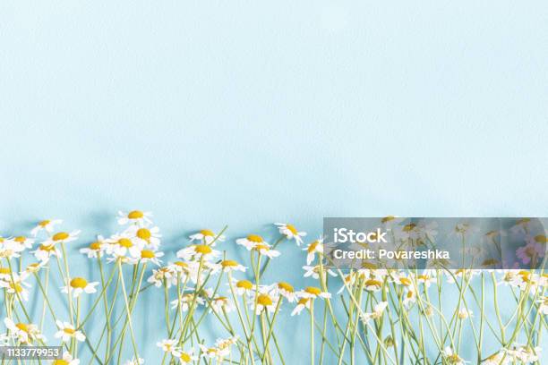 Blumen Zusammensetzung Kamillenblüten Auf Pastellblauem Hintergrund Frühlings Sommerkonzept Flache Obere Ansicht Kopierplatz Stockfoto und mehr Bilder von Blume