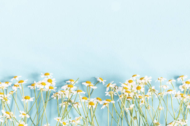 꽃 조성 물. 파스텔 파란색 배경에 카모마일 꽃입니다. 봄, 여름 개념입니다. 플랫 레이, 평면도, 복사 공간 - chamomile chamomile plant herbal medicine flower 뉴스 사진 이미지