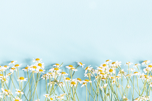 Flowers composition. Chamomile flowers on pastel blue background. Spring, summer concept. Flat lay, top view, copy space
