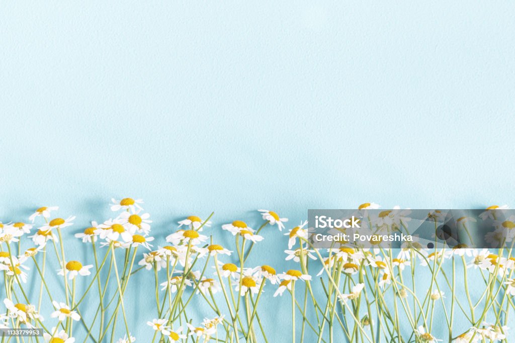 Flowers composition. Chamomile flowers on pastel blue background. Spring, summer concept. Flat lay, top view, copy space Flower Stock Photo