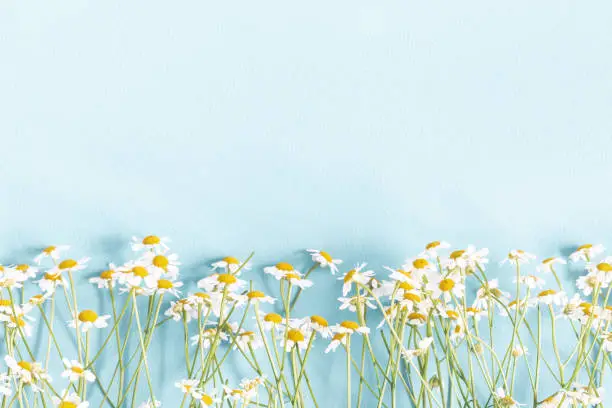 Photo of Flowers composition. Chamomile flowers on pastel blue background. Spring, summer concept. Flat lay, top view, copy space