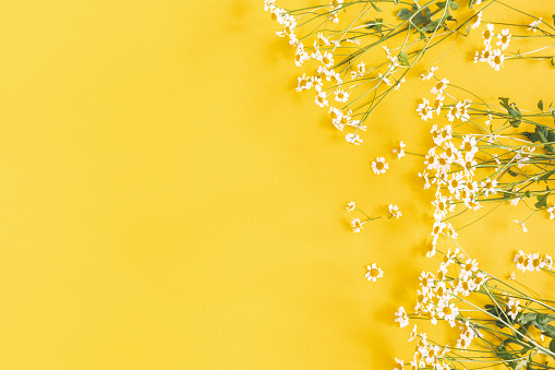 Flowers Composition Chamomile Flowers On Yellow Background Spring Summer  Concept Flat Lay Top View Copy Space Stock Photo - Download Image Now -  iStock