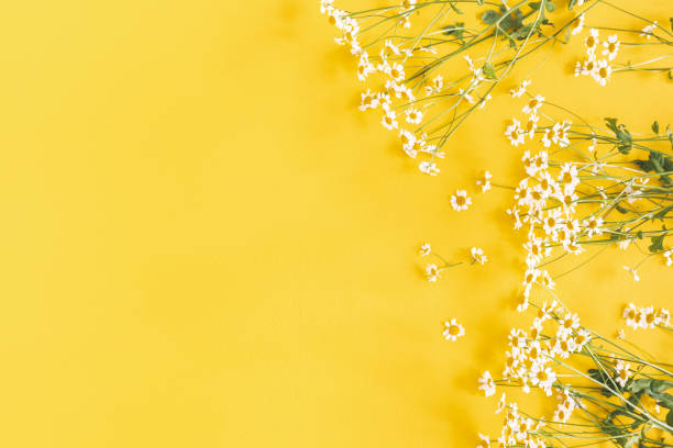 цветы композиции. цветы ромашки на желтом фоне. весна, летняя концепция. плоская лежала, вид сверху, копирует пространство - chamomile herbal tea chamomile plant tea стоковые фото и изображения