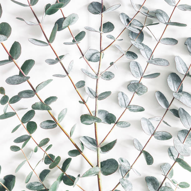 istock Eucalyptus leaves on white background. Pattern made of eucalyptus branches. Flat lay, top view, square 1133780030