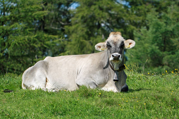 istock Portrait of a white cow lying on a meadow 1133781642