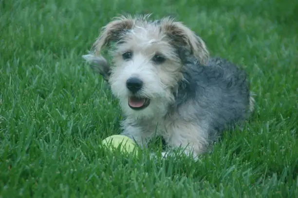 This is a photo of a schnoodle puppy laying in some grass with a tennis ball.