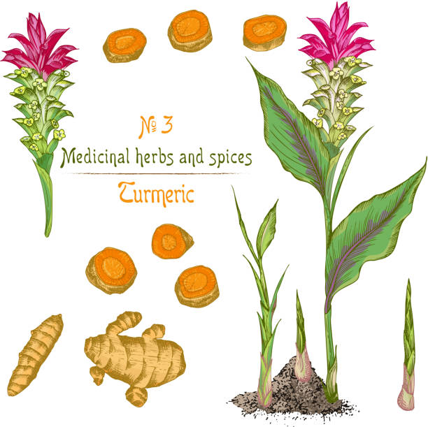 Set color hand drawn of Turmeric roots, lives and flowers isolated on white background. Retro vintage graphic design. Set color hand drawn of Turmeric roots, lives and flowers isolated on white background. Retro vintage graphic design. Botanical sketch drawing, engraving style. Vector illustration. ginger ground spice root stock illustrations