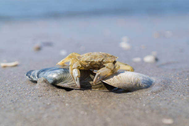 istock crab at the North sea 1133782799